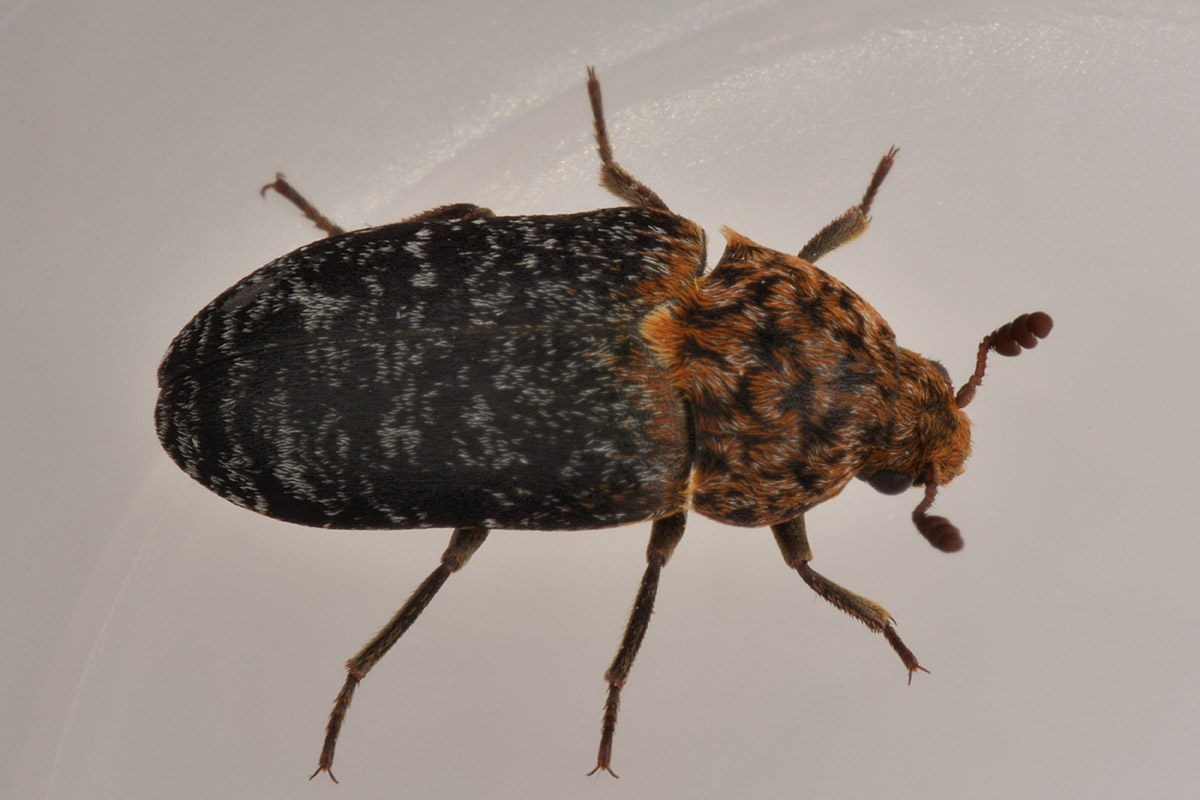 Dermestidae: Dermestes undulatus